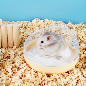 Bát ăn cho chó mèo PAW The Body Meow Bowl