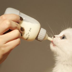 Bình sữa cho chó mèo con sơ sinh bú PAW Pet Plastic Milk Bottle