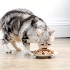 Pate cho mèo vị thịt trộn CATIDEA Variety Of Meat 2